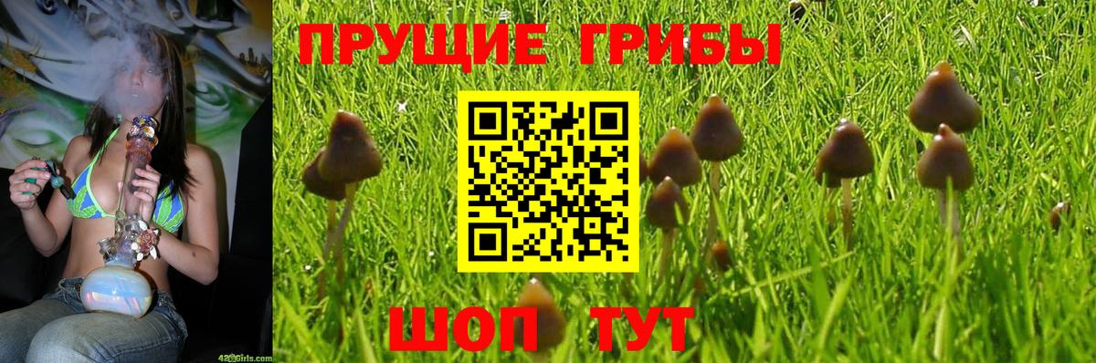 Псилоцибиновые грибы Psilocybe Михайловка